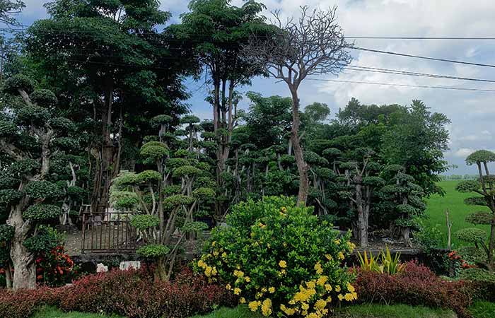 Tanaman Hias dan Bonsai